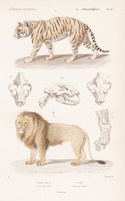 Felis Leo Tigri Leoni