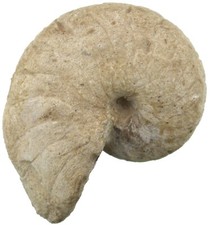 Dogger Cenoceras belmontense