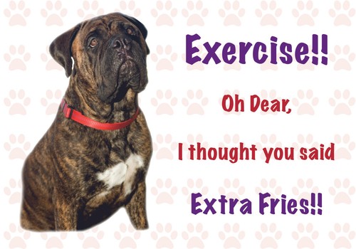 Funny bullmastiff dog - bullmastiff,