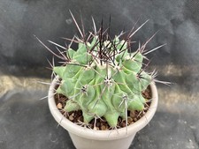 Thelocactus rinconensis - rinconensis,