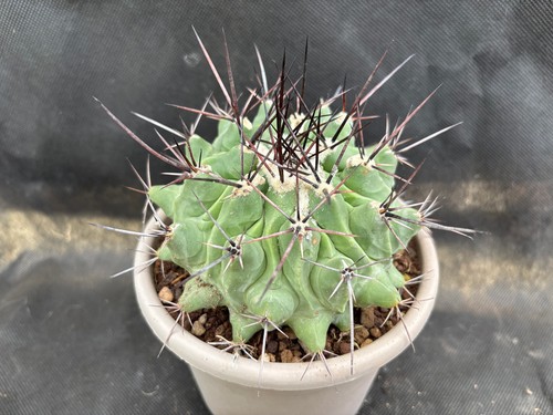Thelocactus rinconensis - thelocactus,