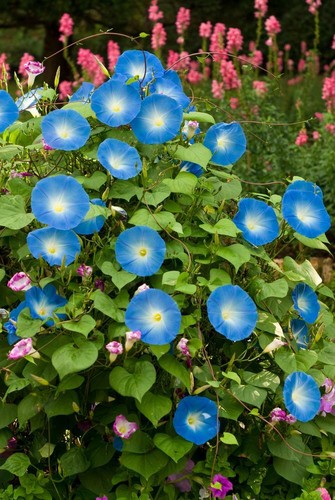 Ipomea tricolor morning glory - ipomea,