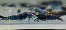 5 Neocaridine Davidi Blue