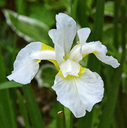 Iris pseudacorus mix - iris,