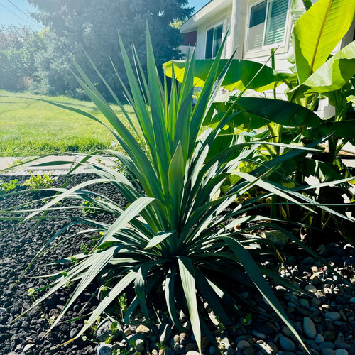 Yucca recurvifolia - , 'or'