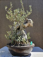 Old European Olive Bonsai