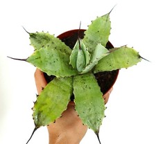 Agave parryi GREEN X Agave