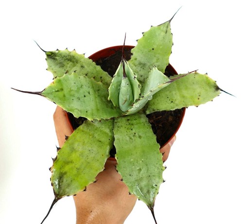 Agave parryi green - green, x