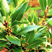 Laurus nobilis alloro - laurus, _