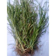 PIANTA ESSICCATA DI ELEUSINA