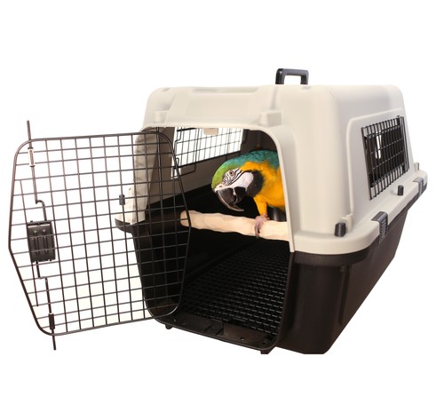 Porta pappagalli mago bird - porta,