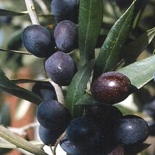 PIANTA DI ULIVO LECCINO in