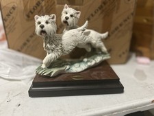 Giuseppe armani westies - giuseppe,