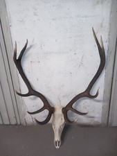 Corna di cervo, capriolo, camoscio, pernici e gallo forcello preparato