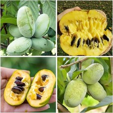 5 PawPaw Tree 12-24" Asimina