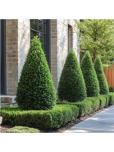 Bosso comune buxus - comune, "buxus