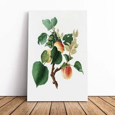 Fiori albero di albicocco