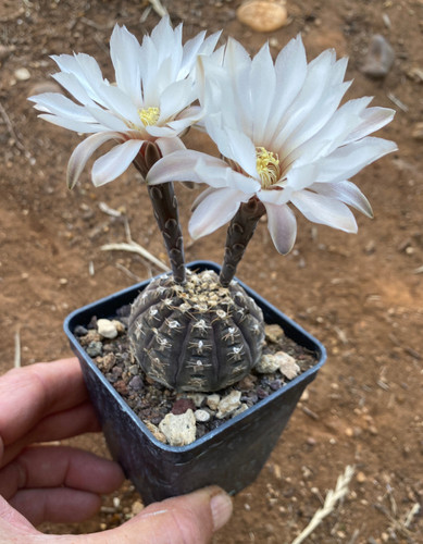 Gymnocalycium ragonesei - gymnocalycium,