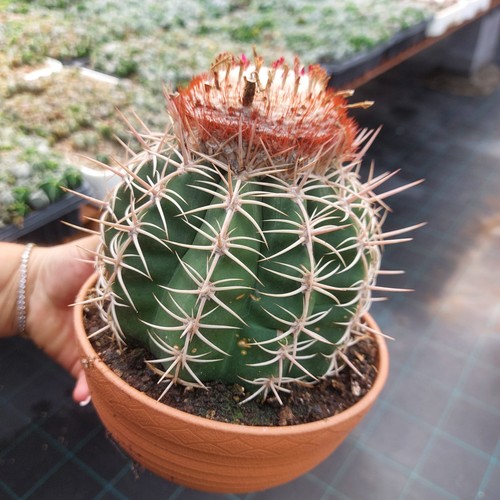 Melocactus curvispinus