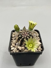 Echinocereus viridiflorus