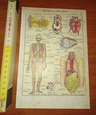 Anatomia del corpo umano, 1939 (Da libro d'epoca)