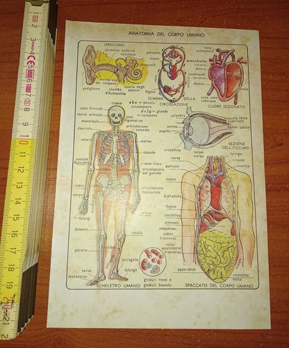 Anatomia del corpo umano - ,, 1939