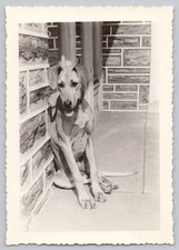 Foto d'epoca anni 50 snapshot