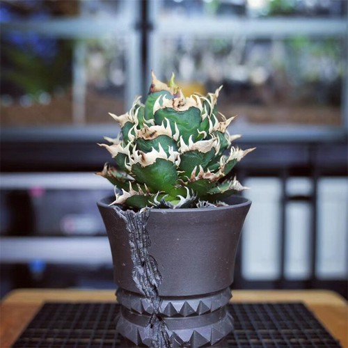 1pz agave gatto - rosso, weazle