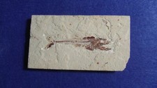PESCE FOSSILE EURYPHOLIS