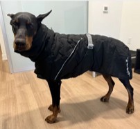 Giacca cappotto cane hurtta - giacca,