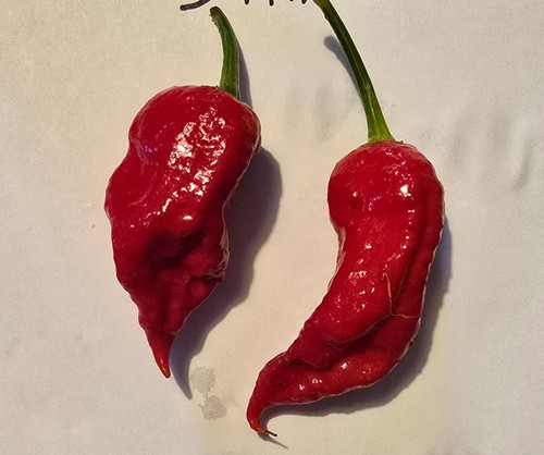 Semi peperoncino bhut - di,