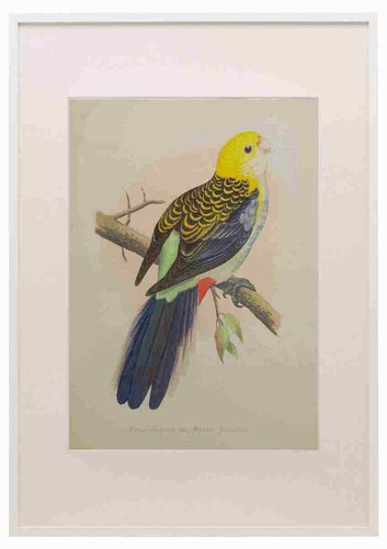 Lydon pappagalli 1884 - pappagalli,