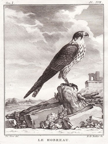 Falco faucon - , rapace