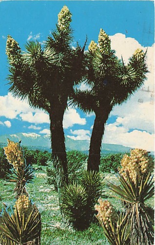 Cartolina joshua tree - cartolina, ca:
