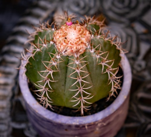 Semi cactus melocactus - semi,