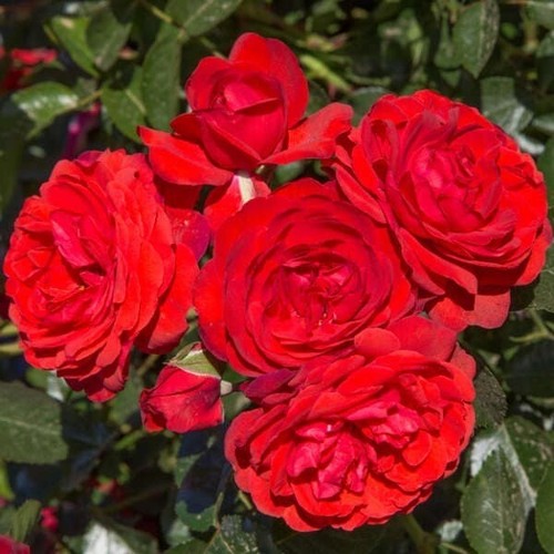 Rosa tappezzante scarlet - rosa,