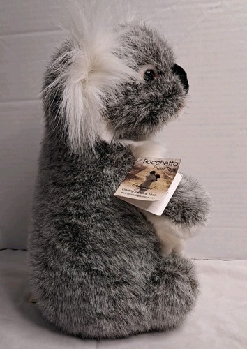 Bocchetta koala daisy - koala, "daisy"