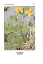 Stampa antica FIORI LIBERTY