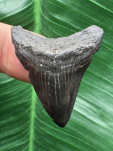 Dente nero del megalodonte 4 - megalodonte, 3,4