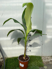 MUSA basjoo Sakhalin (M. japonica) banano giapponese H120 cm