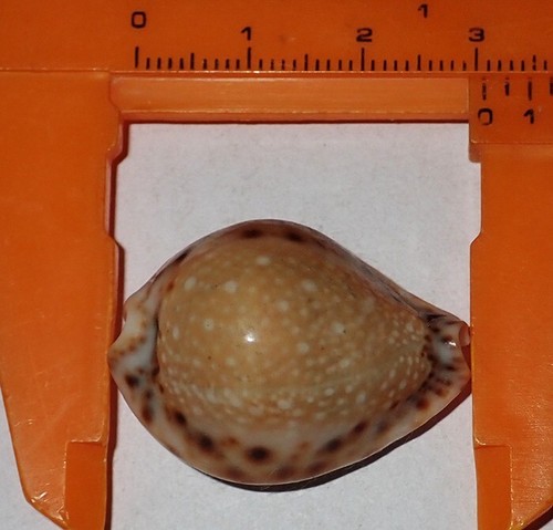 Grande cypraea lamarckii - mm,