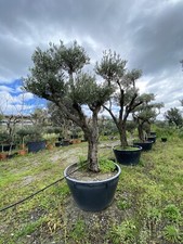 Piante ulivo olea - di, (olea
