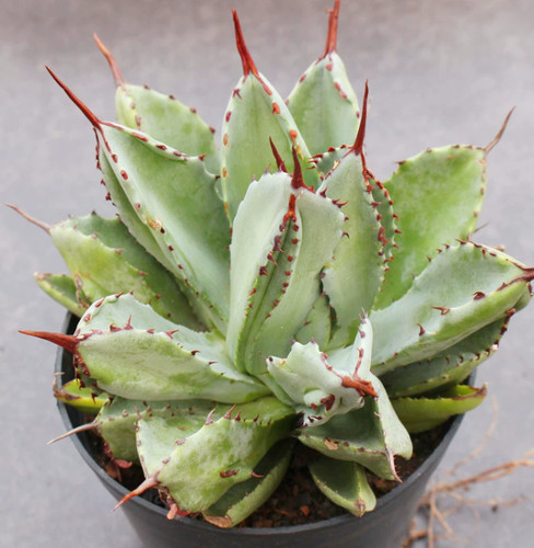 Rara pianta succulenta agave - rara,