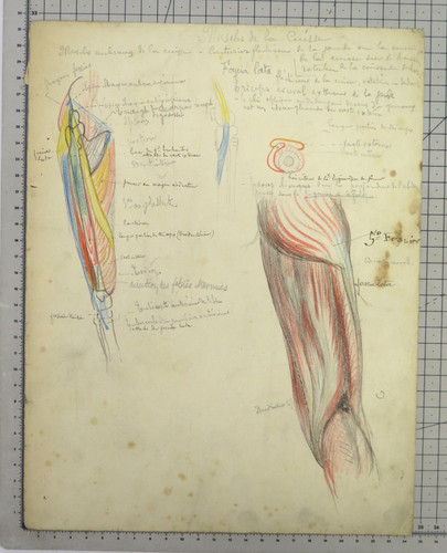 Disegno anatomico antico - anatomico,