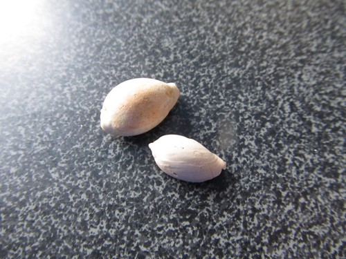 Fossil shell cypraea - shell,