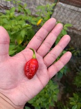 SEMI BIG MAMA RED, SEMI PEPERONCINO PICCANTE, HOT PEPPER SEED, 20 SEMI