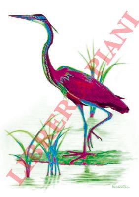 Ornitologia disegni - -,