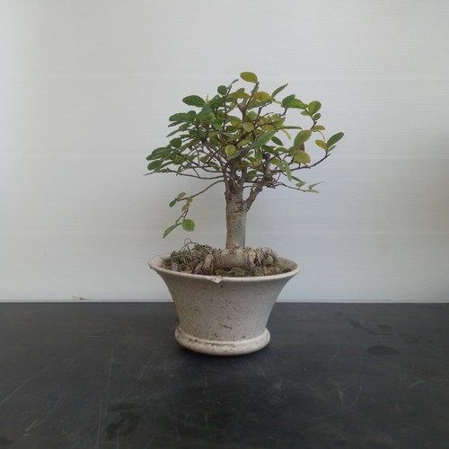 Bonsai olmo vasetto bianco - olmo,