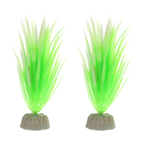 2pz acquario piante - acquario,