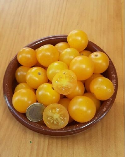 Pomodoro ciliegino pepita - pomodoro,